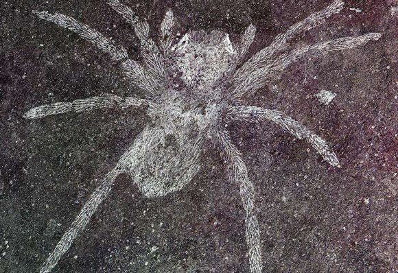 Fossilised remains of an Early Cretaceous spider with reflective eyes.