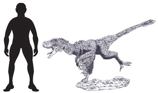 Atrociraptor marshalli scale drawing. A small theropod dinosaur.