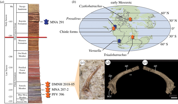 The stratigraphic and biogeographic distribution of Triassic and Jurassic fossil frogs.