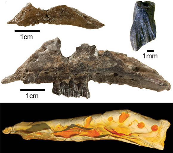 Galleonosaurus fossiils and a CT-scan of a jaw.