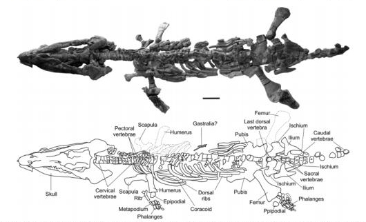 New pliosaurid Sachicasaurus from Columbia.