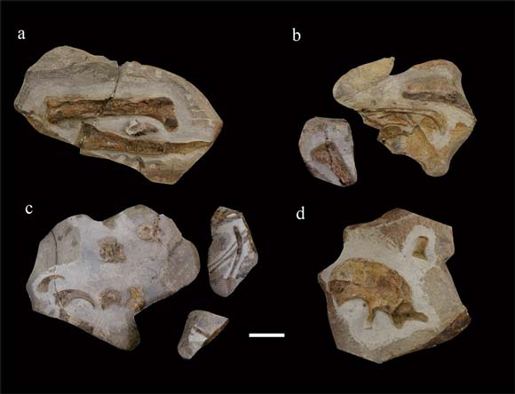Lingyuanosaurus fossils.