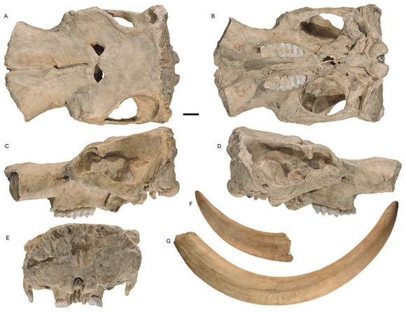 M. pacificus cranial fossil material and tusks (holotype).