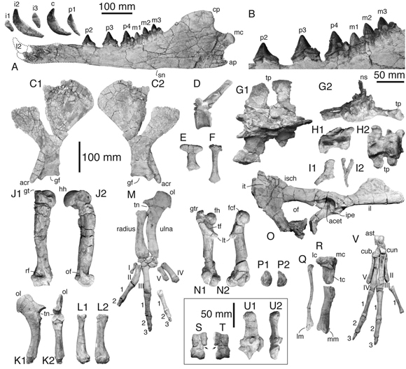 The lower jaw and postcranial fossil bones of Peregocetus pacificus.