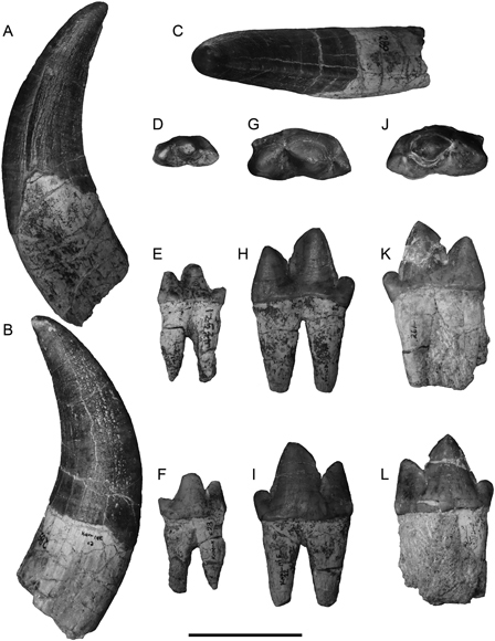 Views of the teeth of Simbakubwa kutoaafrika.