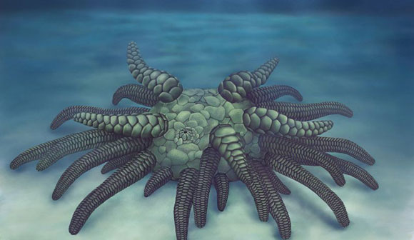 Life reconstruction of the Silurian ancestral sea cucumber Sollasina cthulhu.