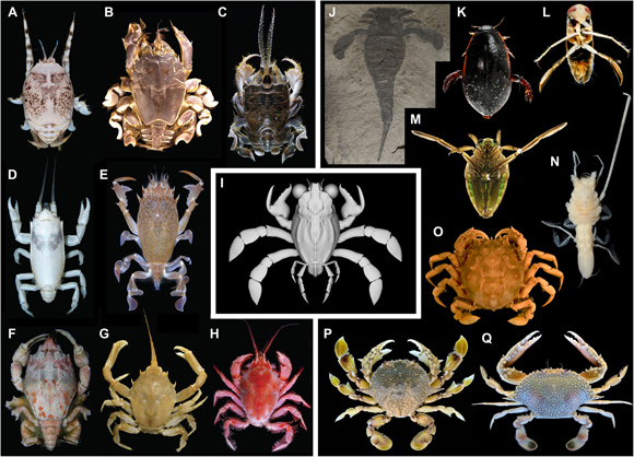 The huge variations in the Arthropoda body plan.