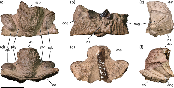 Lambeosaurine supraoccipital (DMNH 2014-12-266) from the Liscomb Bonebed.