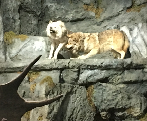 A pair of wolves on display at a museum.