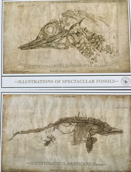 Postcards showing Ichthyosaurs.