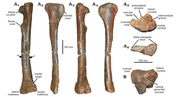 Phuwiangvenator yaemniyomi bones from the lower leg.