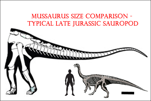 Mussasaurus scale comparison.