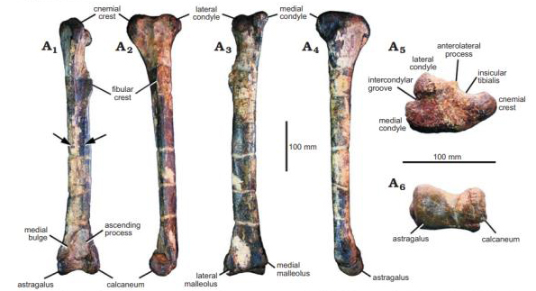 Ankle and lower leg bone Vayuraptor.