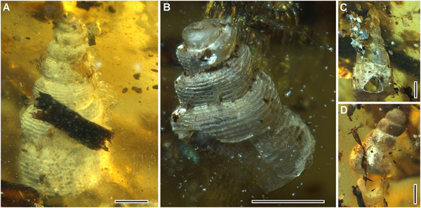 Marine gastropods preserved in an amber nodule.