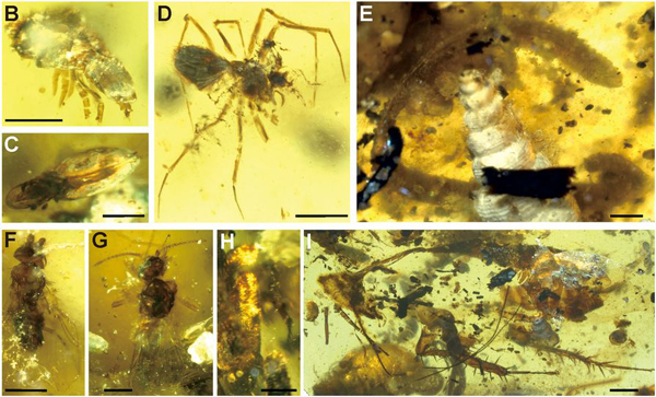 A variety of invertebrates preserved in the amber nodule.