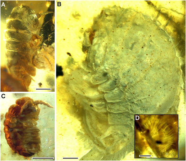 Isopods preserved in amber from Myanmar.