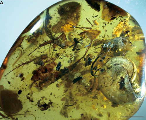 Amber nodule preserves both terrestrial and marine organisms.