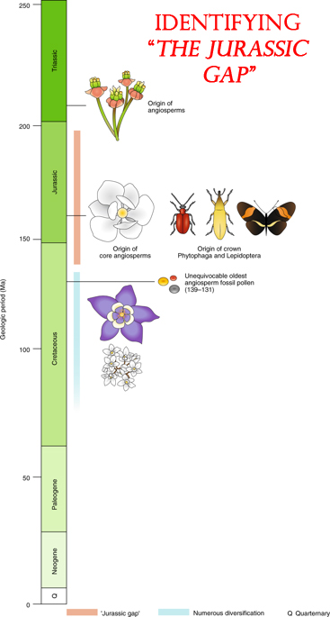 The "Jurassic Gap" in the evolutionary history of flowering plants.
