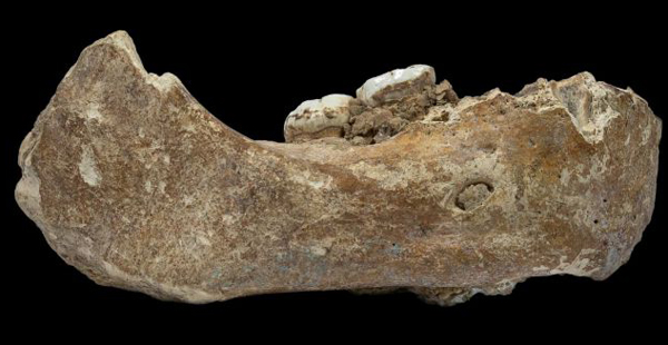 Denisovan fossil jaw bone ( Baishiya Karst Cave).