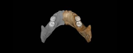 Digital reconstruction of the Denisovan jaw bone from China.