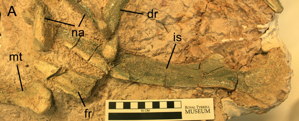 In situ - Fostoria dhimbangunmal fossils.