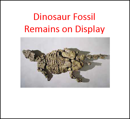 Australian armoured dinosaur fossil display.