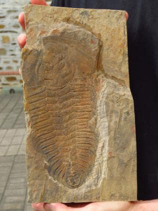 Redlichia rex trilobite fossil.