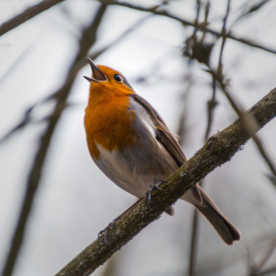 A robin in full voice.