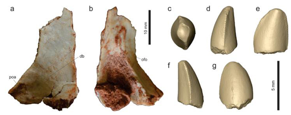 A skull bone and an isolated tooth (Vespersaurus paranaensis).