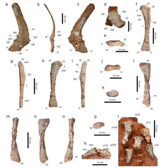 Front limb bones and elements from the pectoral girdle (Vespersaurus paranaensis).