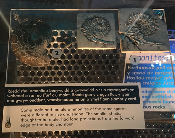 Male and female ammonites.