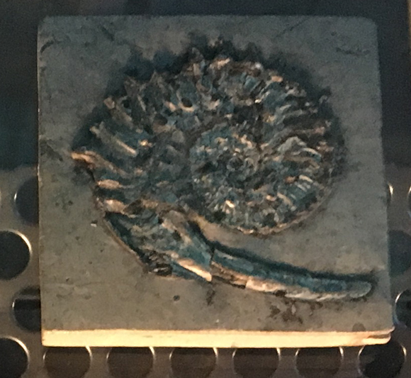 Ammonite fossil - believed to be male.