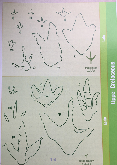 Line drawings illustrationg theropod footprints.