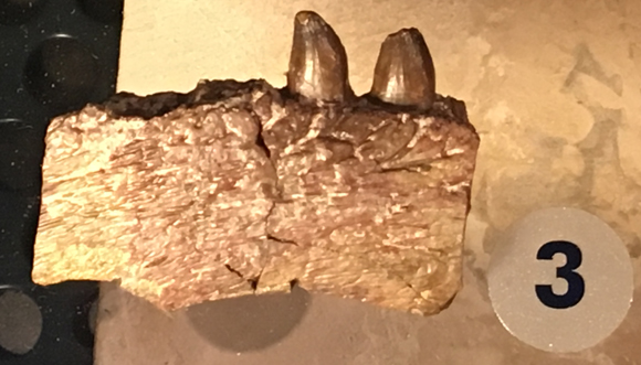 A Jaw fragment from a Dimetrodon.