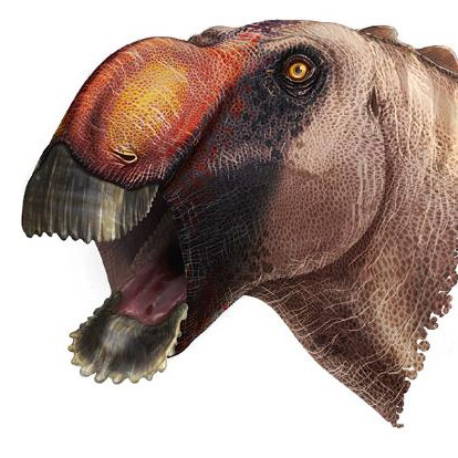 A life reconstruction of the head of Aquilarhinus.