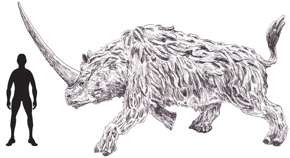 A scale drawing of Elasmotherium.