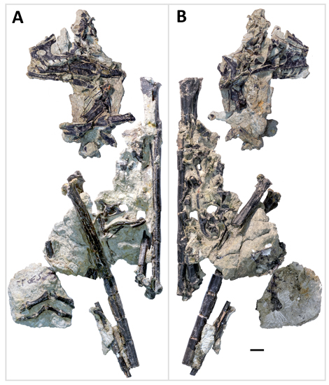 Known fossil material associated with Hesperornithoides miessleri.