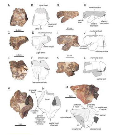 Hadrosauridae incertae sedis fossil material.
