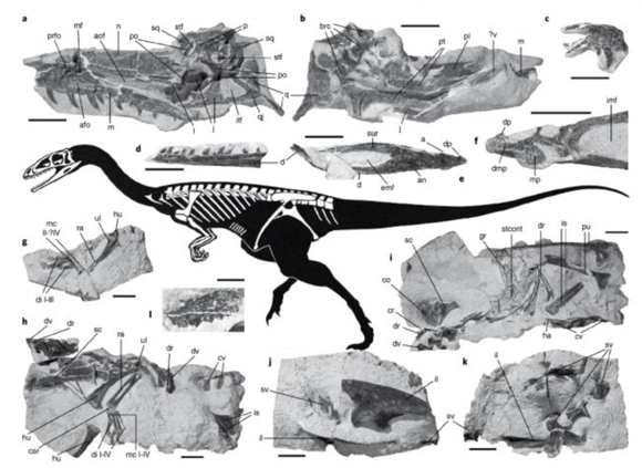 Skeletal anatomy of Notatesseraeraptor frickensis