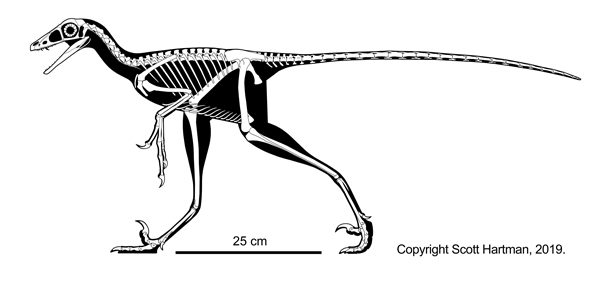 Hesperornithoides miessleri skeleton reconstruction.