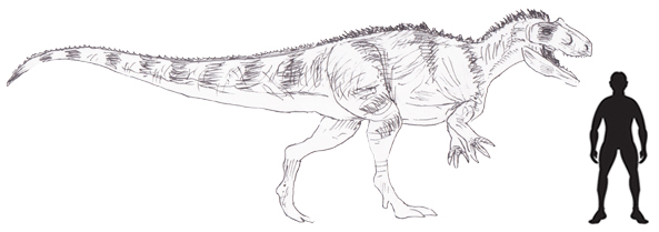 Scale drawing of Yangchuanosaurus shangyouensis