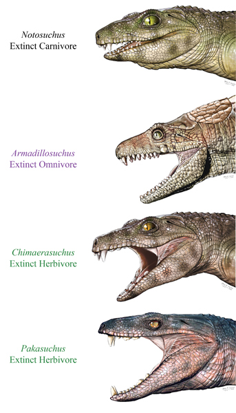 Extinct crocodyliforms had different shaped teeth.