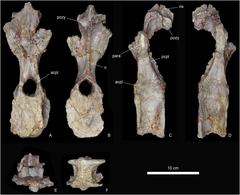 Views of the holotype fossil specimen (dorsal vertebra) of A. boulahfa.