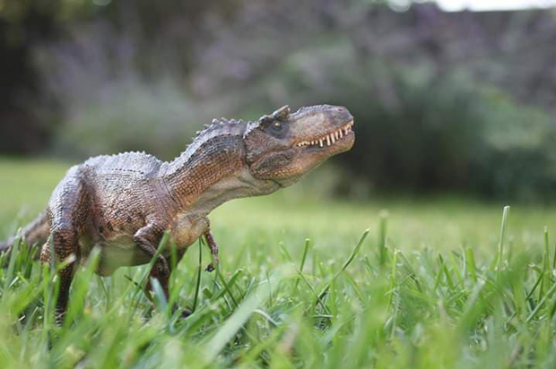On display in the garden, the Papo Gorgosaurus dinosaur model.
