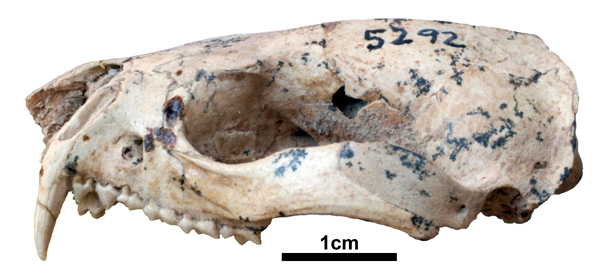 Sparassocynus fossil skull.