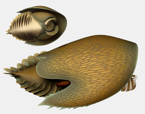 Illustrating the newly described Cambroraster from the Burgess Shale biota.