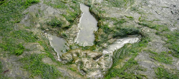 Tridactyl dinosaur footprint (Isle of Skye).