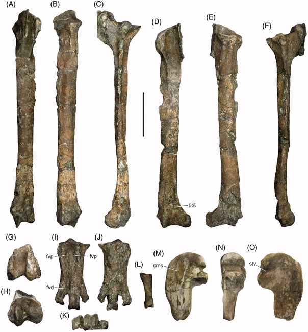 Fossils of Crossvallia waiparensis.