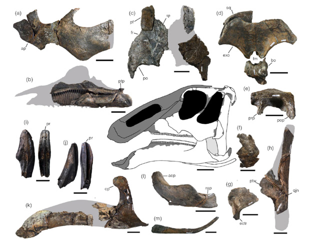 Selected skull elements of Kamuysaurus.