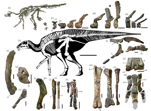 Holotype specimen of Kamuysaurus.